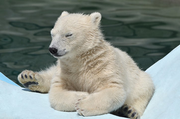 Fototapeta na wymiar Белый медвежонок.