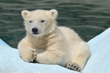 Fototapeta na wymiar Белый медвежонок.
