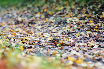 feuilles mertes dans les chemins