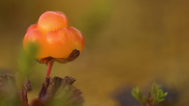 picking a cloudberry in swedish lapland