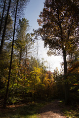 Woodland scene with yellow and brown autumn leaves
