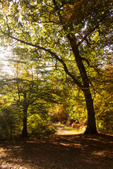 Woodland scene with yellow and brown autumn leaves
