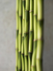 green bamboo stalks