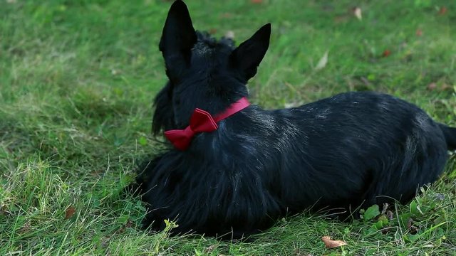 Standing scottish terrier