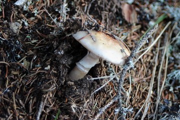 Mushroom under needles