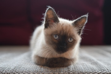 Siamese kitten