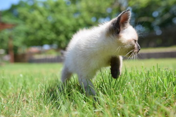 Siamese kitten