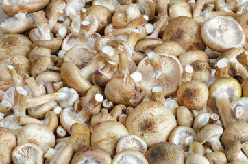 The backdrop of the raw, wild mushrooms.