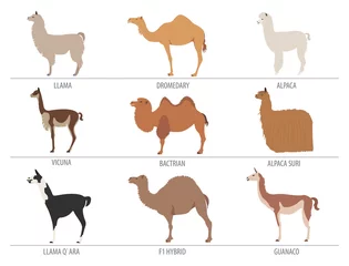 Foto auf Alu-Dibond Camel, llama, guanaco, alpaca breeds icon set. Animal farming © a7880ss