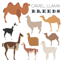 Camel, llama, guanaco, alpaca breeds icon set. Animal farming