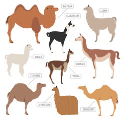 Camel, llama, guanaco, alpaca breeds icon set. Animal farming