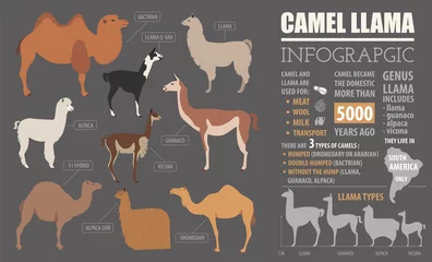 Foto auf Alu-Dibond Camel, llama, guanaco, alpaca  breeds infographic template. Anim © a7880ss