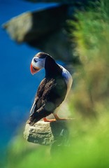 Papageitaucher/ Puffin (Fratercula arctica) blickt von Steilküste hinunter, Látrabjarg, Westfjorde, Island, Europa 