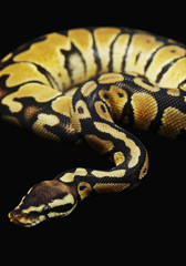 Royal Python curled up