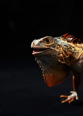 Iguana