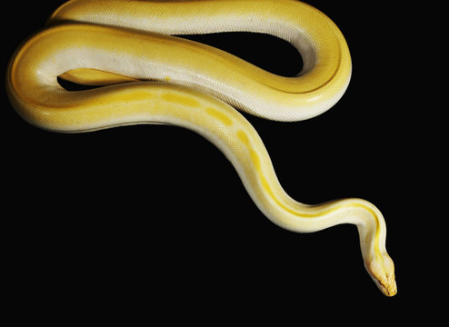 Yellow Albino Python