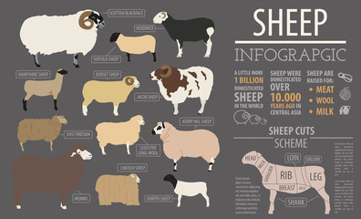 Sheep breed infographic template. Farm animal. Flat design