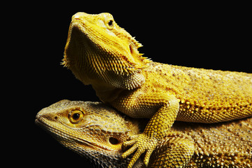 Two Iguanas