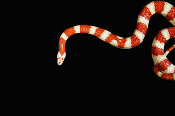 Naklejka premium Orange and white Coral snake