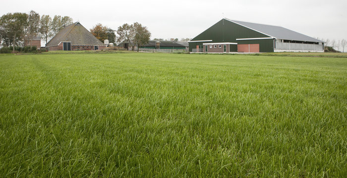 Modern cow stable Holland Friesland. With old farm in front. Meadow.