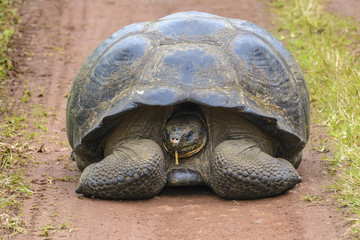 Giant tortoise in El Chato Tortoise Reserve, Galapagos islands (Ecuador)