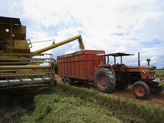Fototapeta premium rice harvesting machines