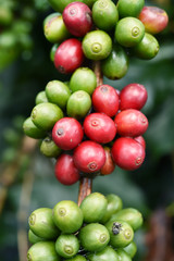 Coffee beans ripening on a tree.