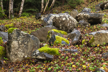 Covered with moss rocks and tree