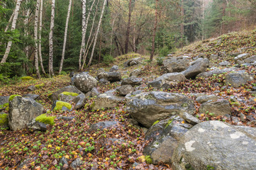 Covered with moss rocks and tree