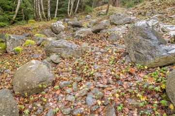 Covered with moss rocks and tree