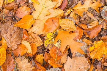 Background of orange and yellow autumnal leaves lying on ground