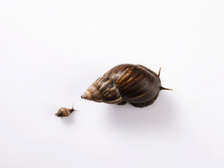 small snail following a big snail