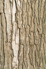 Tree bark, background, texture