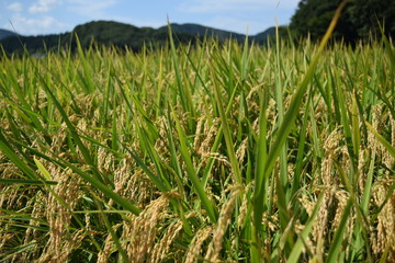 収穫前の稲穂
