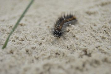 Caterpillar