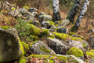 Covered with moss rocks and tree