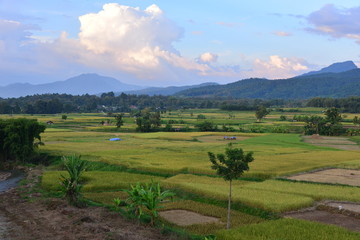 Obraz premium Rice field at Nan Province, Thailand