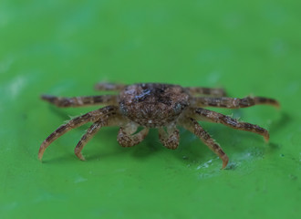 Cute crab moves his tentacles on green rough surface (Singapore)