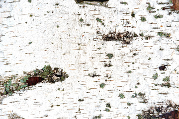 Texture of white birch bark
