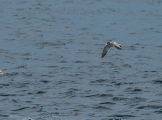 Grey seagull flying over the water surface with waves (Singapore)