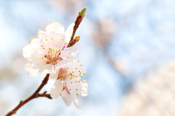 Spring blossoming white spring flowers