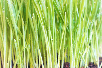 Green grass with water drops