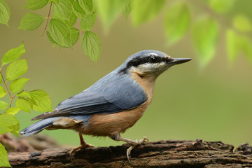 Vögel 66