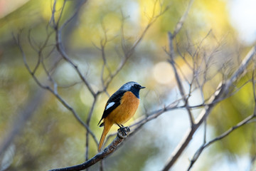 ジョウビタキ　オス
