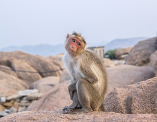 The cutest monkey in India