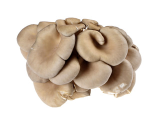 oyster mushroom  isolated on white background