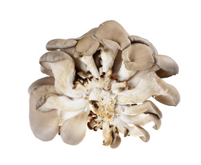 oyster mushroom  isolated on white background