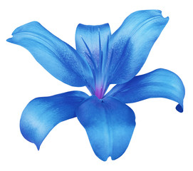 lily blue flower, isolated  with clipping path, on a white background. beautiful lily, violet center. for design. Closeup.