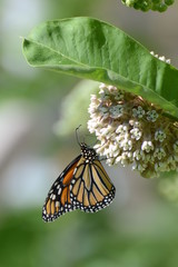 Monarch butterfly on milkweed flower