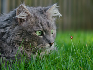 Grey longhaired cat in the grass watching a ladybird